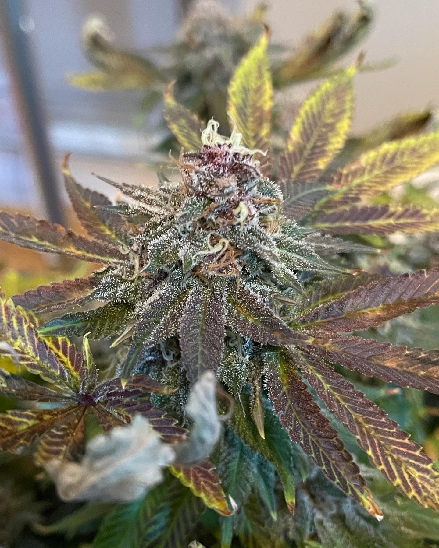 Caviar Candy