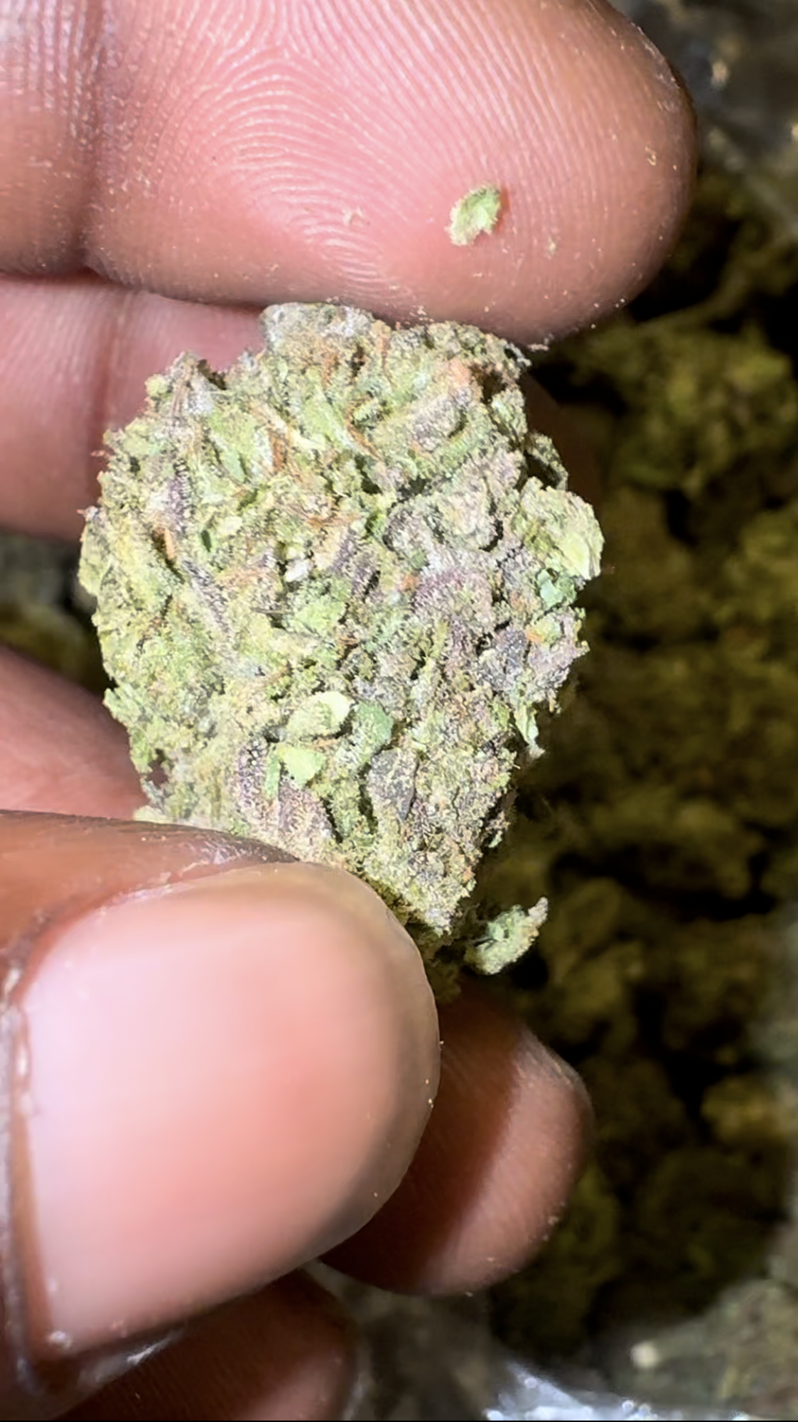 Kandy Runtz