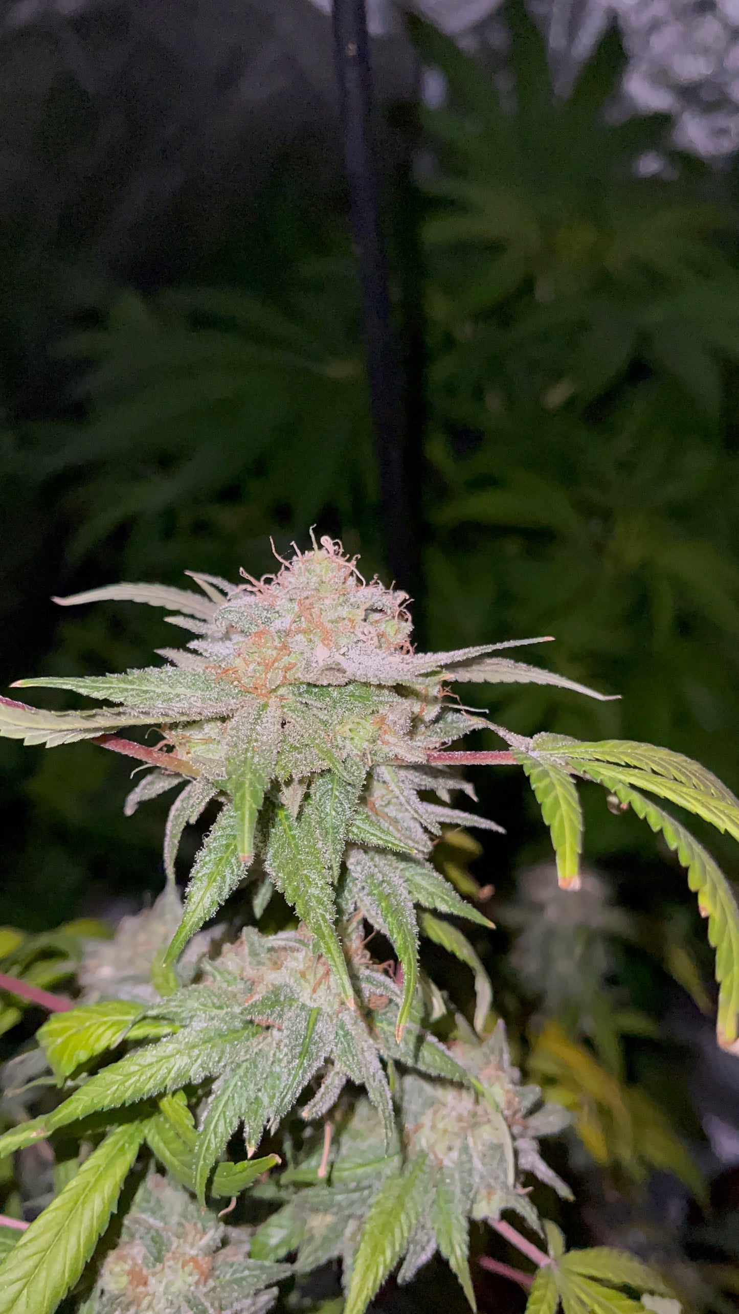 Blueberry YummerZZ