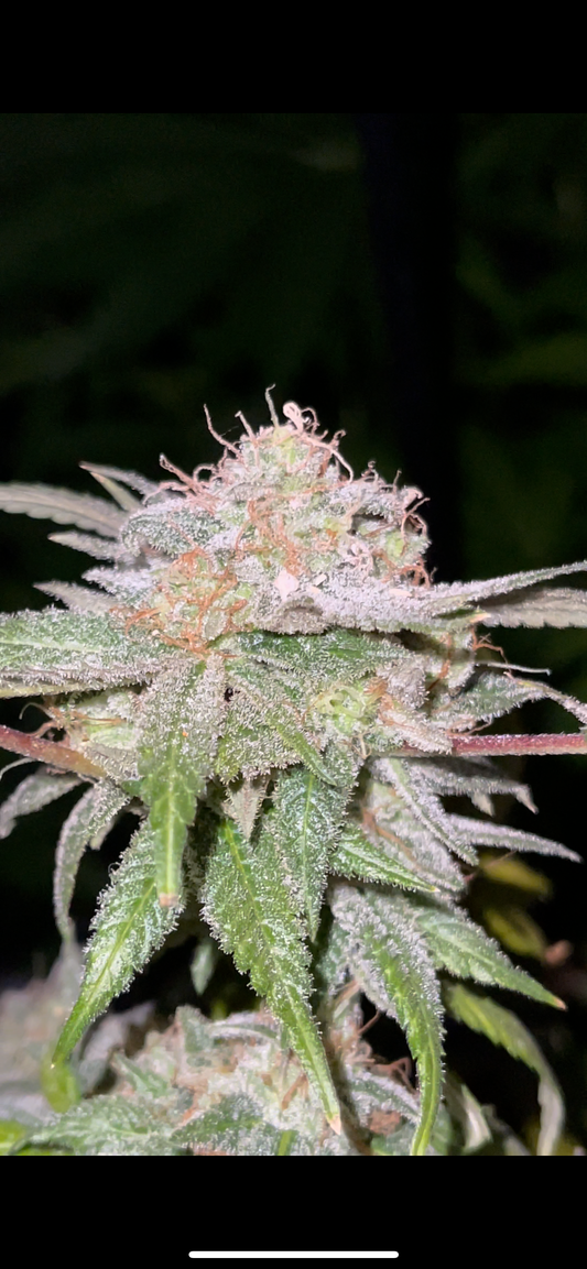 Blueberry YummerZZ
